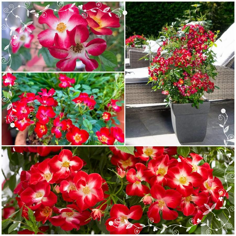 Everglow Ruby róża miniaturowa